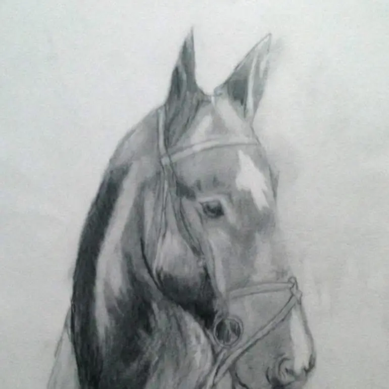 Horse drawing by Dr. Bekteshi’s brother