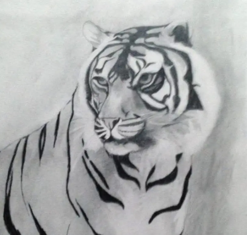 Tiger drawing by Dr. Bekteshi’s brother